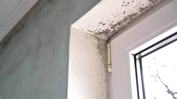 Best Commercial Mold Removal  in Star Valley, AZ