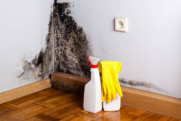 Office Mold Removal Services in Star Valley, AZ